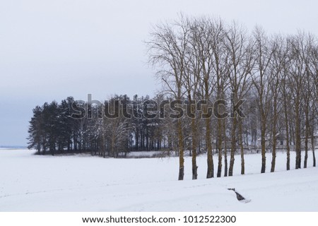 Winter landscape. Trees on a snowy field. Gray sky.