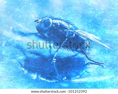 image from insect background series (fly)