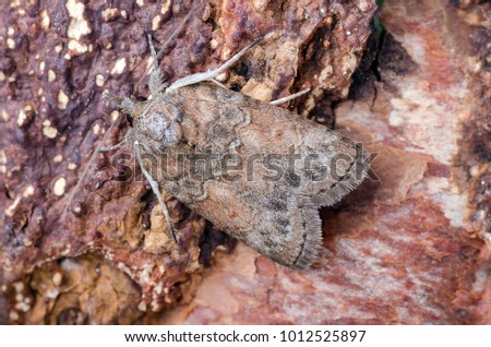 Oak Nycteoline ( Nycteola revayana ) in the family Nolidae. Sitting on the bark of a tree.