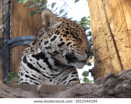Jaguar (Panthera onca) in zoo exhibit 