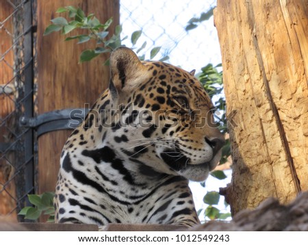 Jaguar (Panthera Onca) in zoo exhibit