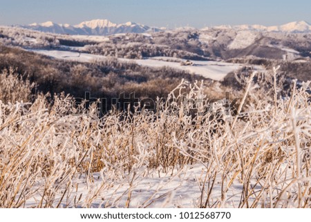 iced grass in the mountains landscape