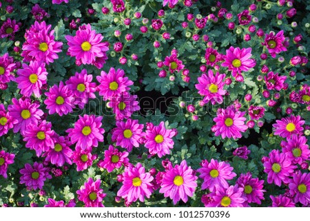 Colorful Chrysanthemum flowers on top view pattern in the garden.