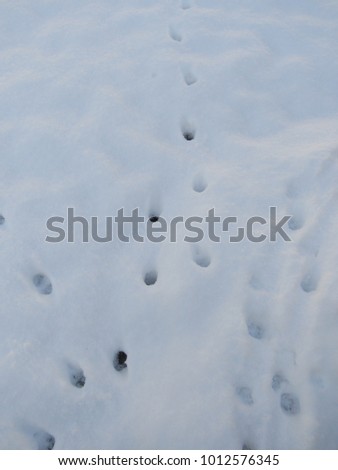 Paw prints in the snow 