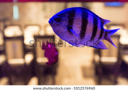 Small violet fish in public fishtank