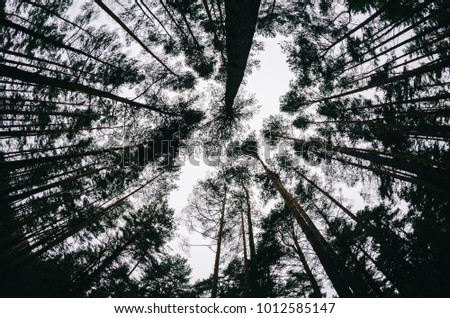 High forest trees woods fisheye panoramic shot. artistic interpretation.