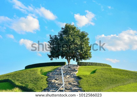 stone staircase to alone tree on the top of green grass hill with blue sky and white clouds background