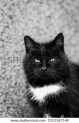 Black and white cat siting outdoor on  wooden log in winter snowy weather