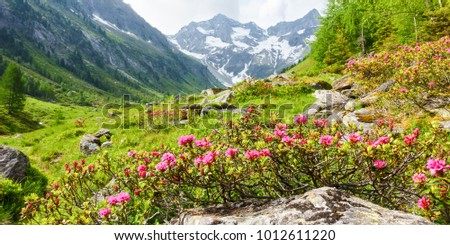 Panorama picture of a mountain landscape with alpine roses