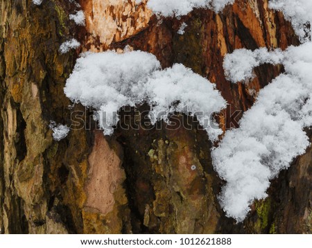The trunk of a snowy tree. The bark is covered with snow