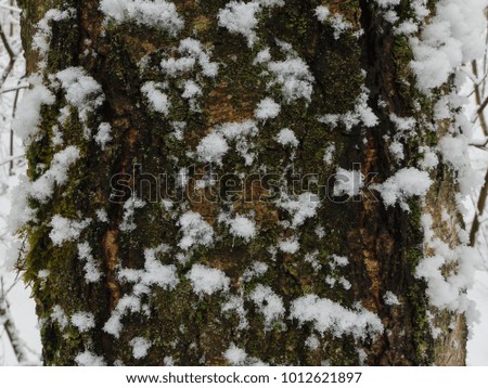 The trunk of a snowy tree. The bark is covered with snow