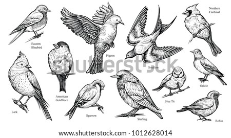 Bird species hand drawn set. Vector isolated flying pigeon, swallow, sparrow, robin, starling, blue tit, lark, northern cardinal, oriole, american goldfinch, eastern bluebird. Linear engraved art.