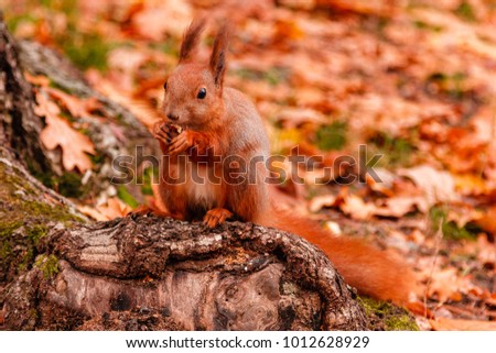 A beautiful redhead squirrel gnawing a nut near a close-up tree