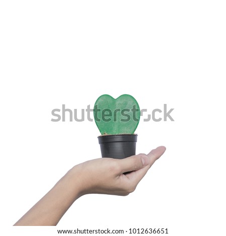 Hand holding Hoya Kerrii(Sweetheart plant or Valentine Hoya) isolated on white background, heart plant