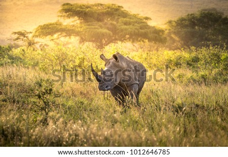 White rhino male in the evening light Royalty-Free Stock Photo #1012646785