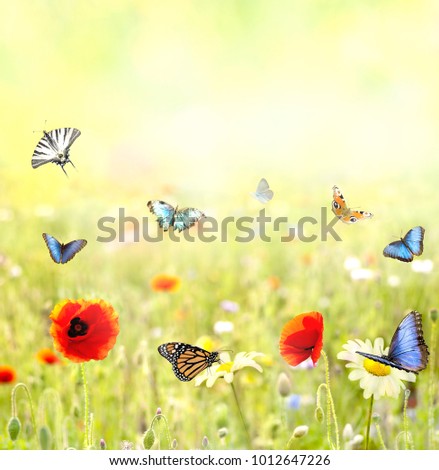 beautiful flowery meadow in summer with pastel colors and many colorful butterflies fly on a beautiful sunny day