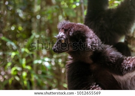 Indri indri, also called the babakoto,  is the largest lemurs of Madagascar