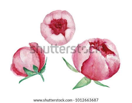 Watercolor roses and peonies set
