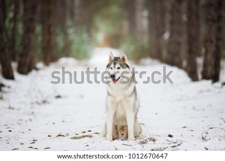 Portrait of a gray husky sitting in a snowy forest. A dog on a natural background. Dog in the snow.
