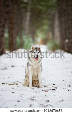 Portrait of a gray husky sitting in a snowy forest. A dog on a natural background. Dog in the snow.