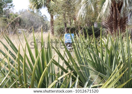 Beach sign, Beach Photography, Palm tree leaves, beach signs - Charleston south carolina, america, Palm trees