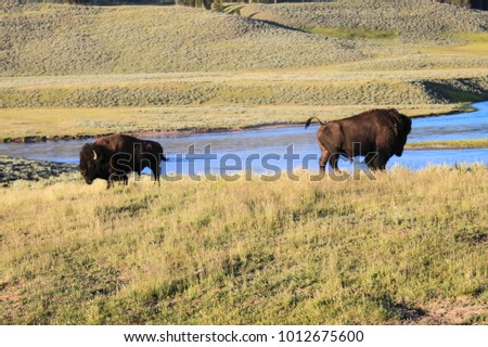 Buffalo grazing by the river in Yellowstone National Park