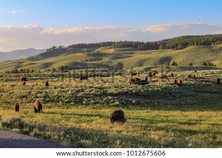 Buffalo grazing by the river in Yellowstone National Park