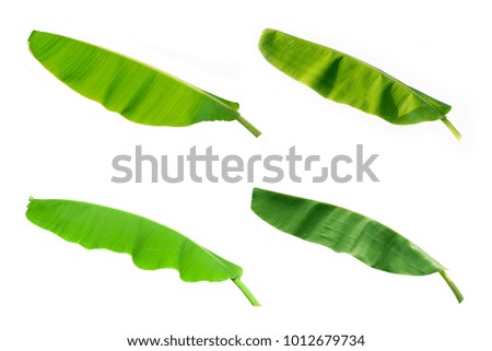 Set of banana leaves isolated on white background.