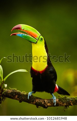 Portrait of Keel-billed Toucan (Ramphastus sulfuratus) perched on branch at Tropical Reserve. In Costa Rica. Wildlife bird