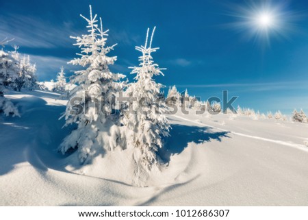 Sunny morning scene of mountain forest. Bright winter landscape of snowy wood, Happy New Year celebration concept. Artistic style post processed photo. Orton Effect.
