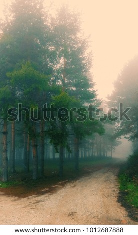 Amazing mystical forest with fog