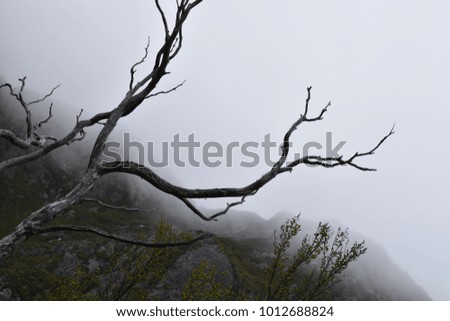 Foggy mountain in Tasmania