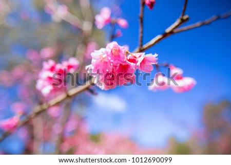 Cherry blossom in full bloom. Cherry flowers in small clusters on a cherry tree branch, fading in to white. Shallow depth of field. Focus on center flower cluster
