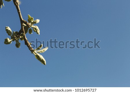 Branch with green buds against blue sky, spring nature background, copy space