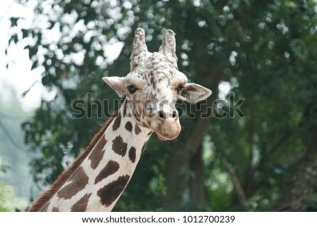 Close up portrait of a giraffe's (giraffa) head.