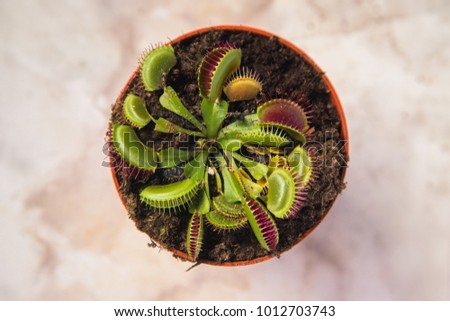 a closely focused venus flytrap. view from above. home predatory flower in a pot on a marble table.