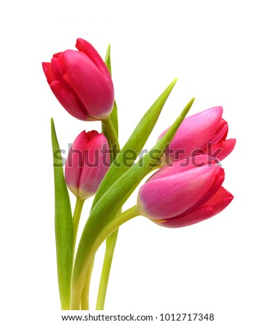 Close-up pink tulips isolated on white Royalty-Free Stock Photo #1012717348