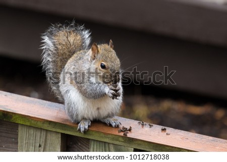 Grey Squirrel Eating on a Fence