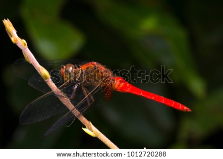 Red dragonflies rest