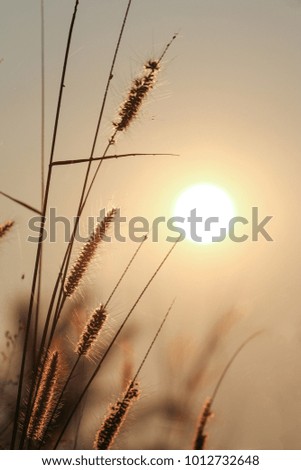 Beautiful vintage nature picture of sunset with grass flower in field and sun and sunlight