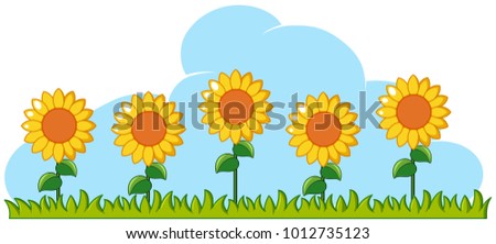 Sunflowers in garden on white background illustration