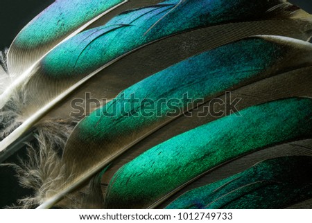 Native American Indian feathers detail from a colorful costume.