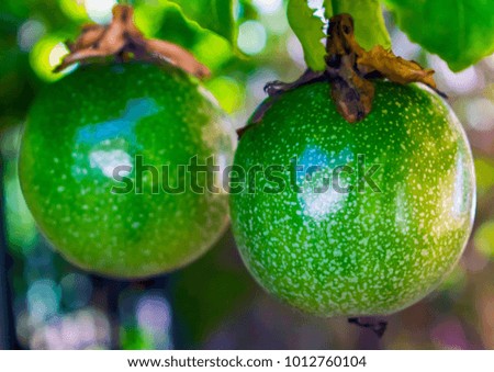 close up of two green passion fruit with off set focus point and bokeh background effect