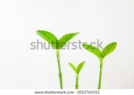 Green leaf closeup