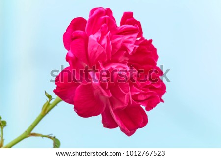 Beautiful rose flower stock