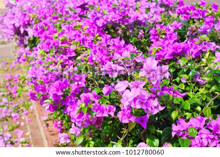 beautiful violet flower