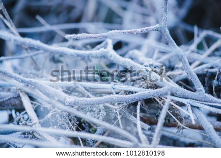 Frost winter branches