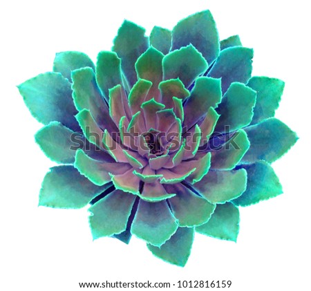Blue Succulent Isolated