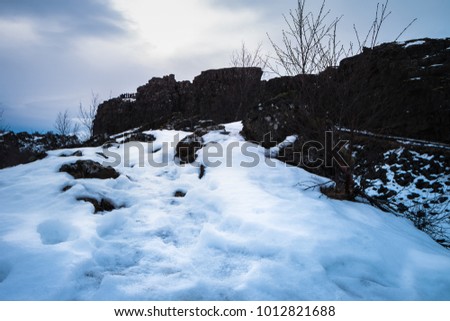 Lava rock (and dried trees) coverd by snow, in Thingvellir National park, Iceland. Beautiful View and winter Landscape picture in Thingvellir National park, Iceland in the winter, covered by snow. 