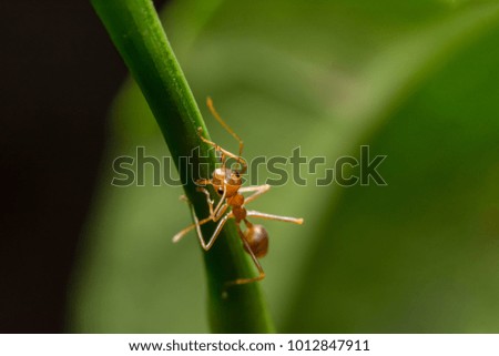 Macro red ants on plants
